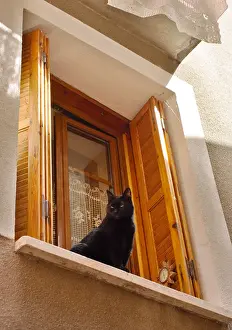 Domestic Cat Prints: Black Cat sat on windowsill of house with wooden shutters at the window in the South of France