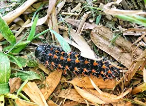 Spikes Prints: Black caterpillar with orange spikes - found on the ground in the Natal Midlands is South Africa
