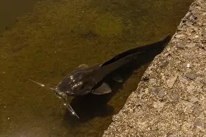 Domestic Cat Prints: black catfish lies in shallow water, in a river in Thailand. Fish photo