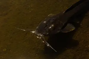 Domestic Cat Prints: black catfish lies in shallow water, in a river in Thailand. Fish photo