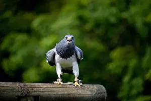 Accipitridae Prints: Black-chested buzzard-eagle on wooden beam with big claws and open beak