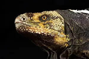 Spiny Tailed Iguana Prints: Black-chested Spiny-tailed Iguana (Ctenosaura melanosterna)