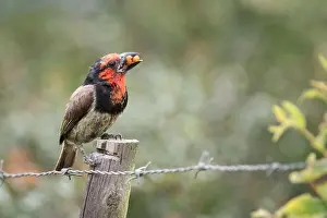 South Africa Prints: Black-collared Barbet, Lybius torquatus