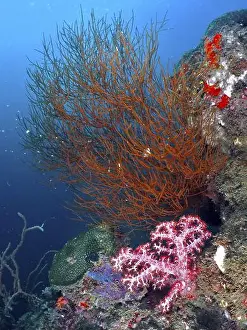 Horn Corals Prints: Black coral (Antipathes dichotoma) on a diverse underwater reef