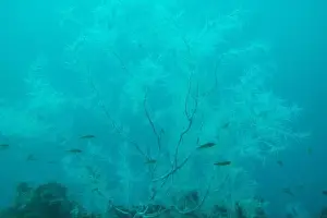Observatory Prints: Black Coral in Milford Sound - New Zealand