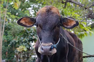 Soles Prints: A black cow with ropes is looking at the camera with bokeh or blurred background