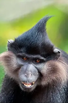 Black crested mangabey (Lophocebus aterrimus)
