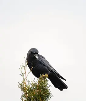 Corvus Corax Prints: Black crow corvus bird sitting on top of tree against white sky