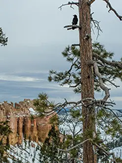 Spring Day Prints: Black crow on a pine tree in Bryce canyon