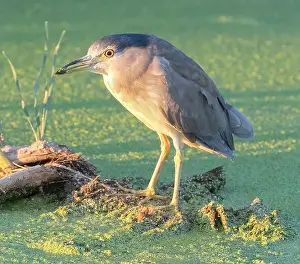 Santa Clara County Prints: Black-crowned Night-Heron adult foraging at sundown