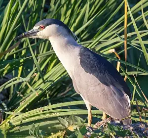 Santa Clara County Prints: Black-crowned Night-Heron adult foraging at sundown