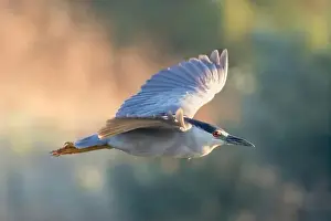 Santa Clara County Prints: Black-crowned Night-Heron adult in-flight