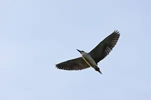 Bird In Flight Prints: Black-crowned Night-heron in flight at dusk from below. Taken in Calgary, Alberta, Canada
