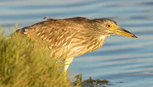 Santa Clara County Prints: Black-crowned Night-Heron, juvenile
