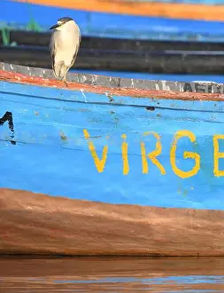 Night Heron Prints: A black-crowned night heron (Nycticorax nycticorax) perches on a fishing boat anchored off the sandy beach at Paracas