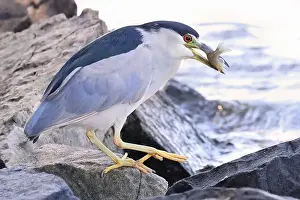 Black Crowned Night Heron Prints: Black-crowned night heron sitting on the rock with its fish meal