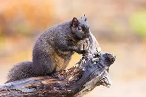 Sciurus Carolinensis Prints: Black eastern gray squirrel (Sciurus carolinensis) in winter