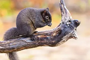 Sciurus Carolinensis Prints: Black eastern gray squirrel (Sciurus carolinensis) in winter