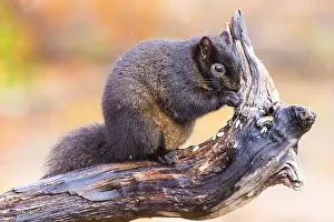Sciurus Carolinensis Prints: Black eastern gray squirrel (Sciurus carolinensis) in winter