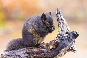 Sciurus Carolinensis Prints: Black eastern gray squirrel (Sciurus carolinensis) in winter