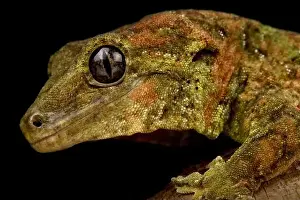 Gecko Prints: Black eyed Mossy New Caledonian gecko (Mniarogekko chahoua)