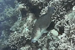Outdoor Shots Prints: A black-eyed thicklip (Hemigymnus melapterus) swimming between dense coral structures