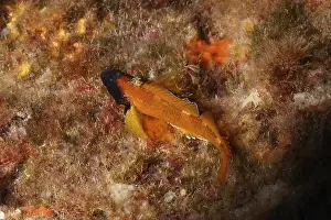Costa Brava Prints: A Black-faced blenny (Tripterygion delaisi) resting on an algae-covered seabed