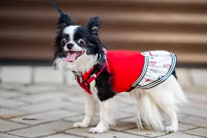 Sneakers Prints: A black fluffy white, longhaired funny dog female sex with larger eyes