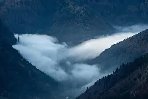 Scienic View Prints: Black Forest Landscape