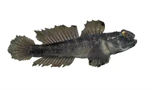 Rockpool Prints: Black Goby - Gobius niger