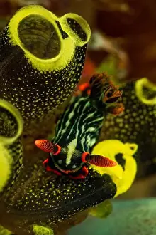 Sea Squirts Prints: Black and green Nembrotha kubaryana nudibranch on yellow tunicates, Lembeh Strait