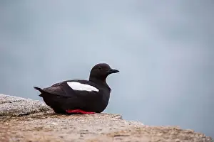 Sea Bird Prints: Black Guillemot (Cepphus grylle) spotted off coast in Ireland