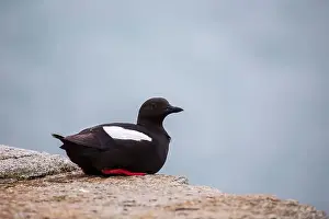 Sea Bird Prints: Black Guillemot (Cepphus grylle) spotted off coast in Ireland