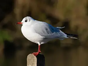 Bird Portrait Prints: Black headed gull [ Chroicocephhalus ridibundus ] in the Severn estuary UK