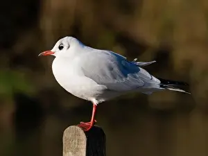 Bird Portrait Prints: Black headed gull [ Chroicocephhalus ridibundus ] in the Severn estuary UK