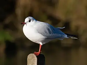 Bird Portrait Prints: Black headed gull [ Chroicocephhalus ridibundus ] in the Severn estuary UK