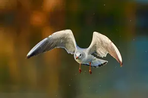Droplets Prints: Black headed gull in fast flight with droplets