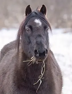 Black Horse Prints: Black horse closeup standing in a meadow on Wolfe Island, Ontario, Canada