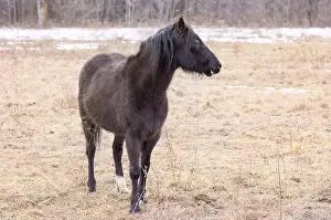Black Horse Prints: Black horse closeup standing in a meadow on Wolfe Island, Ontario, Canada