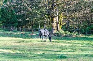 Paddock Prints: A Black Horse grazing in an open space