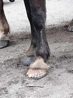 Hoof Prints: Black horse leg with pink hoof and wornout horseshoe stay in wet mud