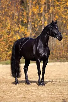 Mare Prints: black horse portrait outside with colorful autumn leaves in background