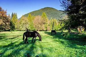 Paddock Prints: two black horses grazing in a pasture