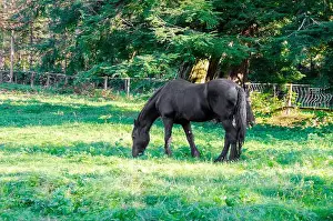 Paddock Prints: A black horses grazing in a pasture