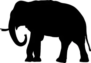Trump Prints: Black isolated silhouette of an Asian elephant (Elephas maximus)