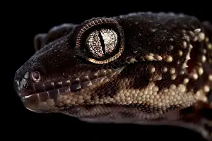 Mutation Prints: The Black knight Leopard gecko (Eublepharis macularius)