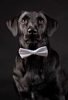 Stare Prints: black labrador dog with orange eyes with bow tie on black background