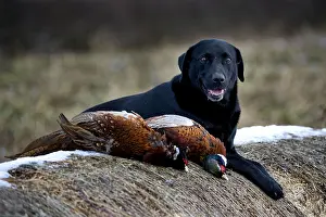 Gundog Prints: Black Labrador Retriever with pheasants on bales of hay at a shoot day