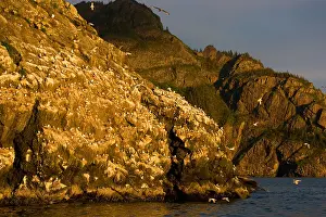 Nesting Prints: Black legged Kittiwake colony on the rugged coastline in Resurrection Bay near Kenai Fjord National Park
