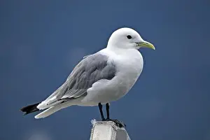 Natural Environments Prints: Black-legged kittiwake (Rissa tridactyla), Prince William Sound